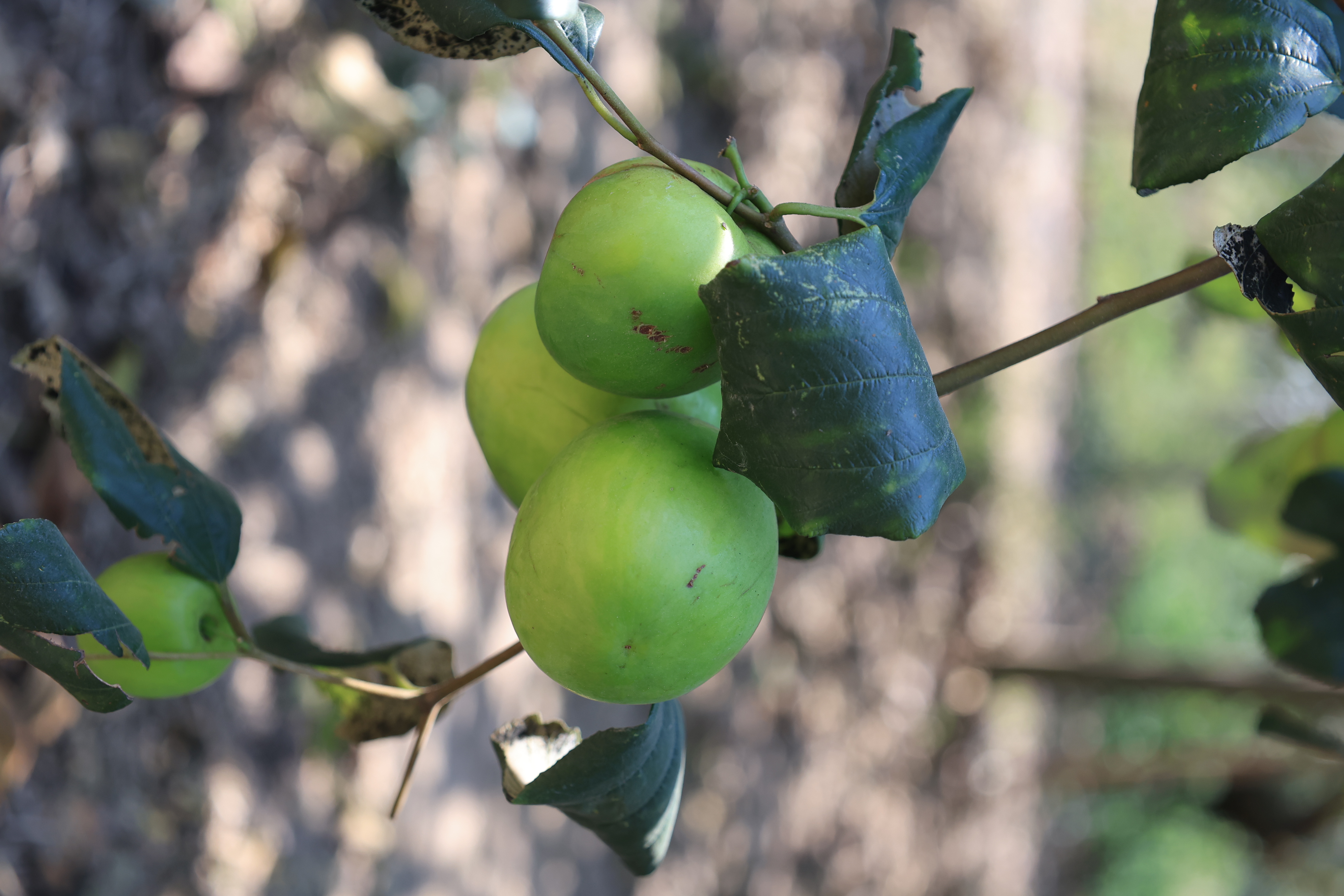 title - เลขาธิการ ส.ป.ก. และคณะ ตรวจเยี่ยมกลุ่มปลูกพุทรา บ้านท่าดีหมี หมู่ที่ 4 ต.ปากตม อ.เชียงคาน จ.เลย